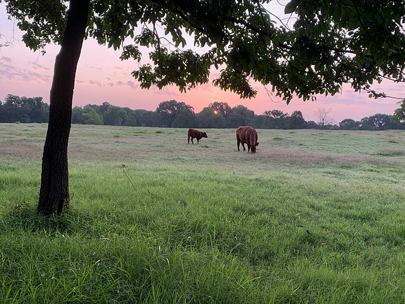 Cow and calf in a lush green pasture at sunrise or sunset