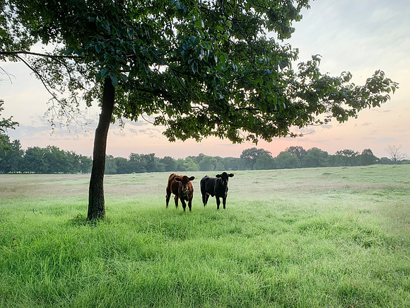 Cattle calves in a lush green pasture at sunrise or sunset