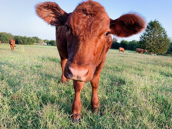 Red Angus Calf in a pasture looks at viewer