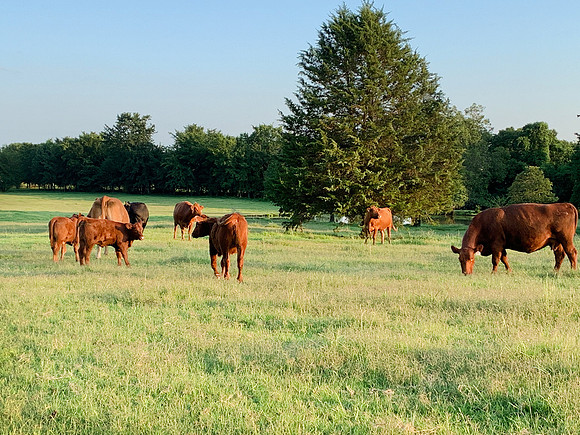 Red ang black Angus cattle grazing in a green summer pasture