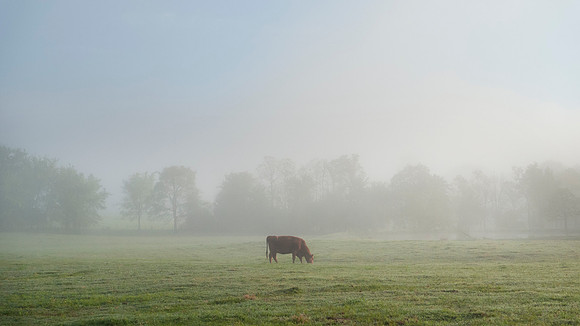 Cow grazing in a lush green field with copy space