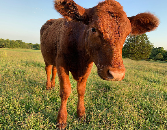 Red Angus Calf in a pasture closeup