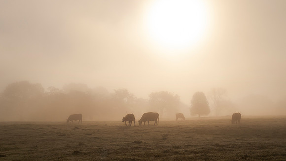 Cows grazing in a lush  field at sunrise with fog with copy spac