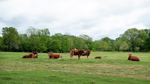 Cattle in a lush green pasture