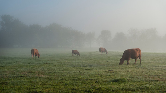Cows grazing in a lush green field with copy space