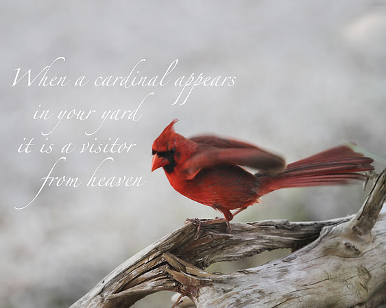 16x20 cardinal