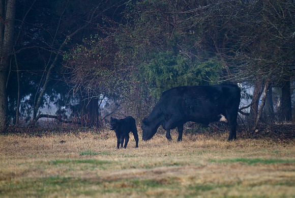 Cow and calf in springtime