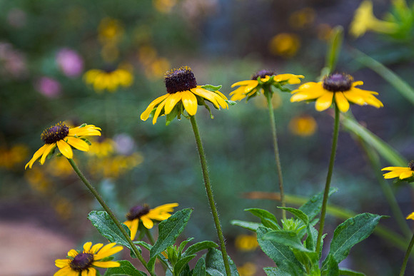 Black Eyed Susan