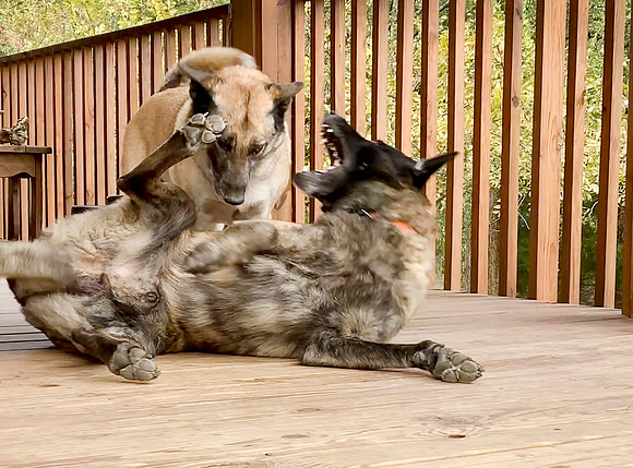 Dogs playing rough, action photo with blur of large shepherd dog
