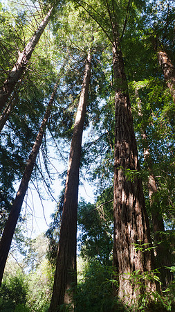 Redwood grove at Santa Barbara Botanical Garden, California