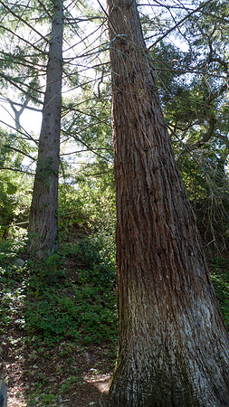 Redwood grove at Santa Barbara Botanical Garden