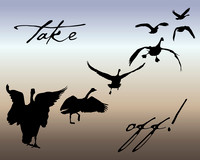 Take Off!