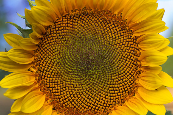 Sunflower 24x16