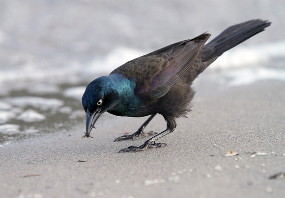 Common Grackle