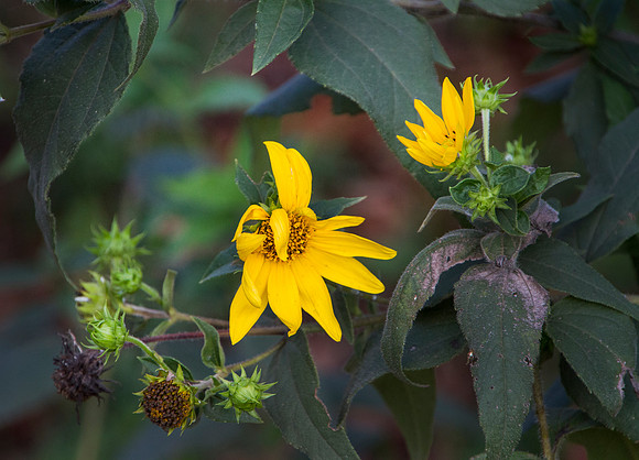 Wild sunflower