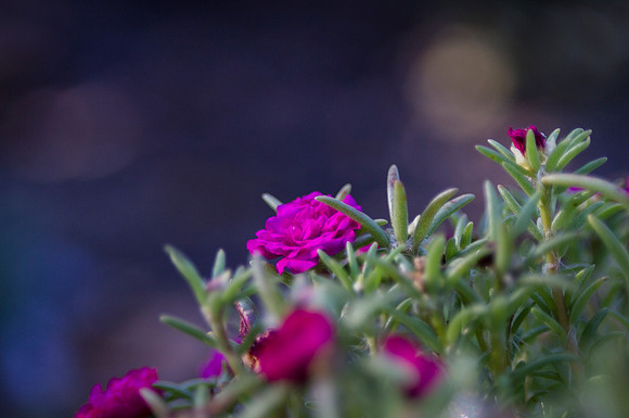 Mossrose