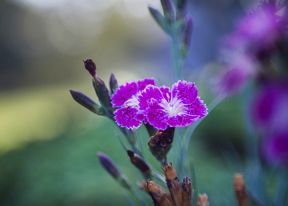 Dianthus