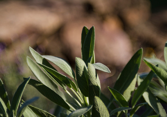 Sage