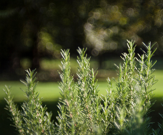 Rosemary