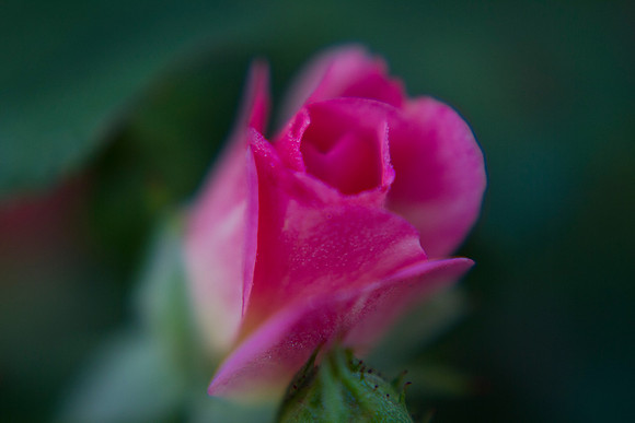 Tea Rose