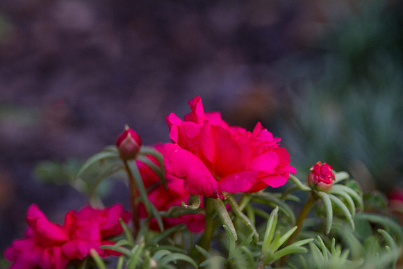 Mossrose