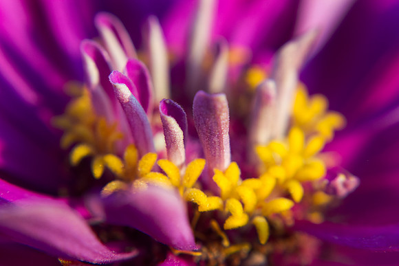 Zinnia