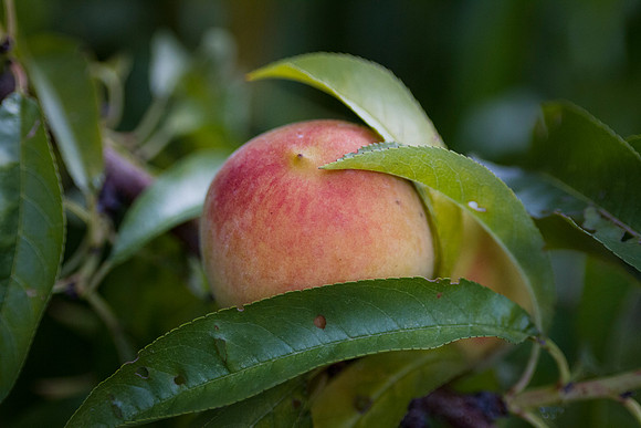 Peach