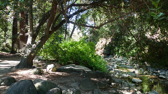 Redwood grove and stream at Santa Barbara Botanical Garden, Cali