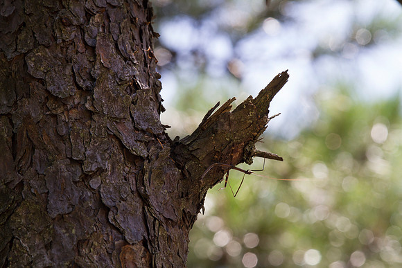 Walking Stick
