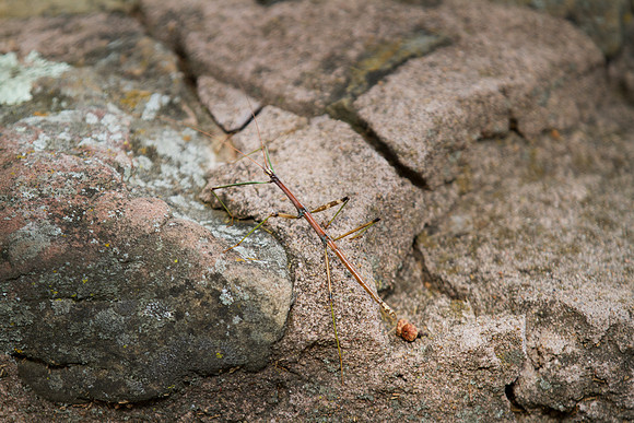 Walking Stick