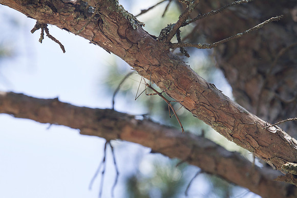 Walking Stick