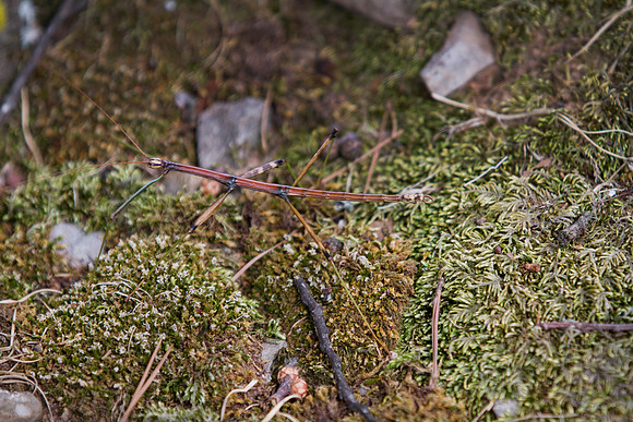 Walking Stick
