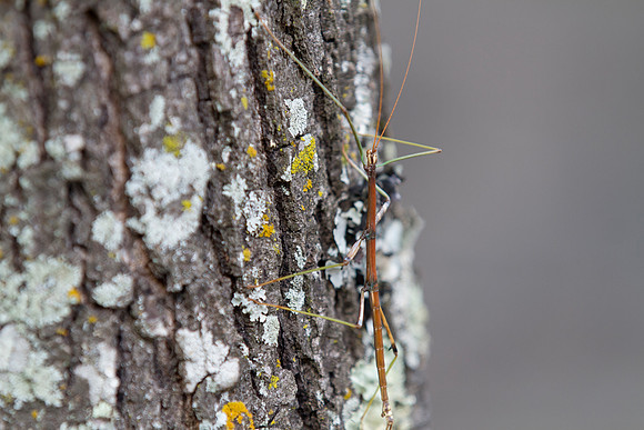 Walking Stick