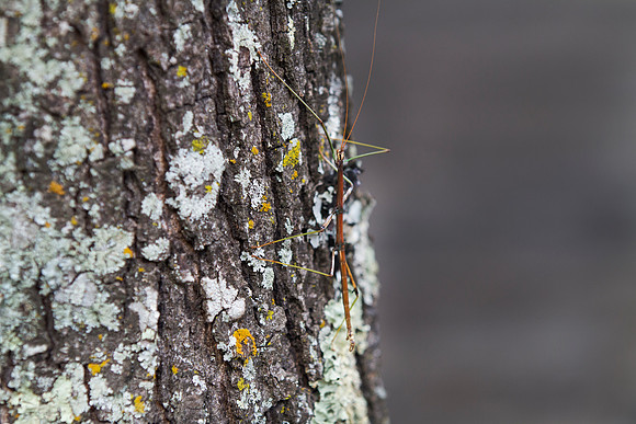 Walking Stick