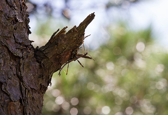 Walking Stick
