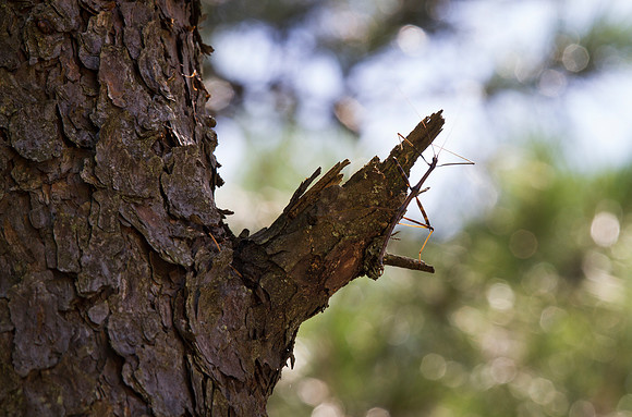 Walking Stick