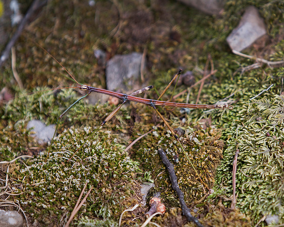 Walking Stick