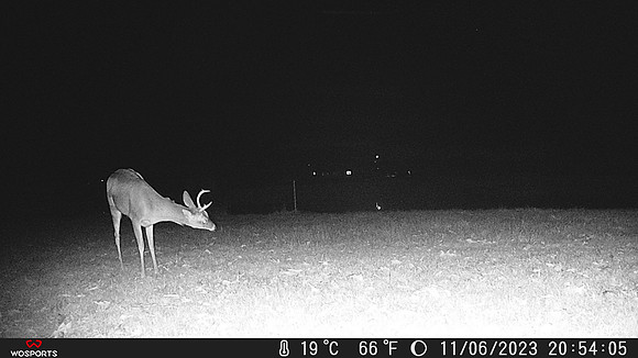 Young Buck