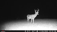 Game Camera, Eastern Oklahoma