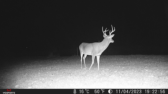 8 Point Buck
