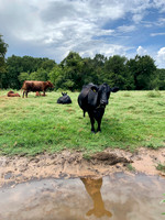 Cow with reflection in water after the rain