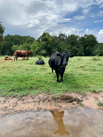 Cow with reflection in water after the rain