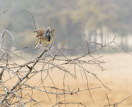 Eastern Meadowlark
