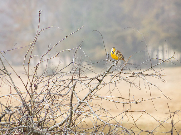 Eastern Meadowlark