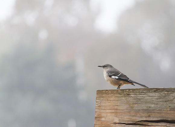 Mockingbird