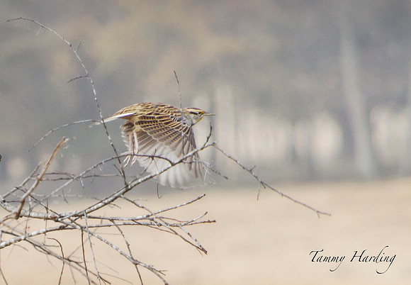 Eastern Meadowlark