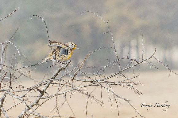 Eastern Meadowlark