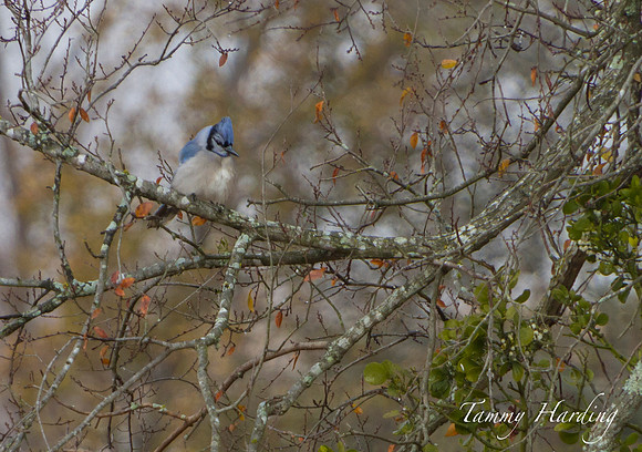 Bluejay
