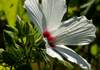 Hibiscus moscheutos, wildflower in Oklahoma closeup