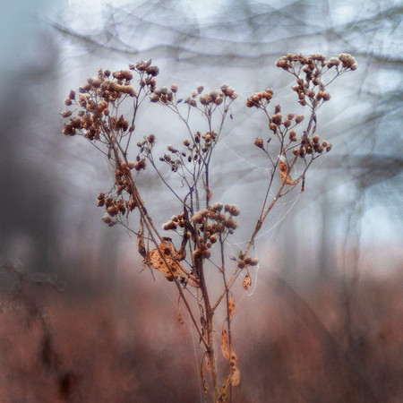 Dried or dead flowers heart square print